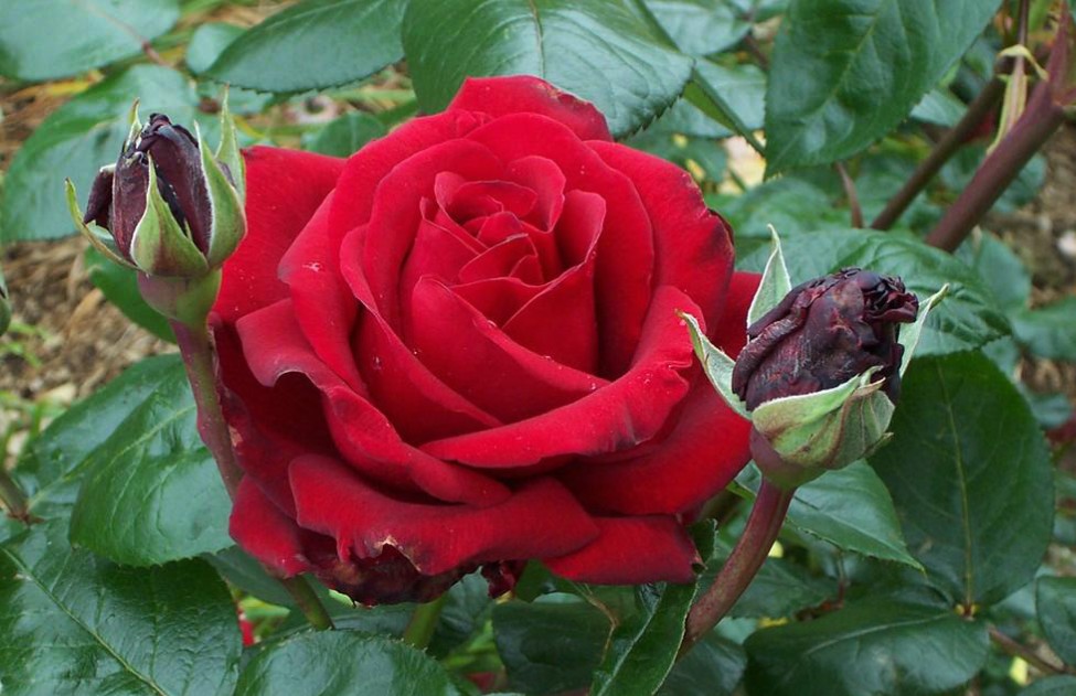 bunga_mawar_merah1.jpg